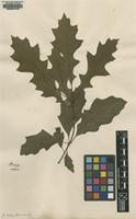 Original material of Quercus rubra L. [family FAGACEAE]