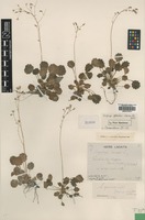 Syntype of Saxifraga geoides Lacaita [family SAXIFRAGACEAE]