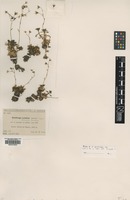 Type of Saxifraga losae Sennen [family SAXIFRAGACEAE]