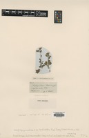 Type of Saxifraga bulbosa Hochst. ex Engl. [family SAXIFRAGACEAE]