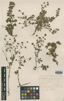 Type of Potentilla decipiens Jord. [family ROSACEAE]