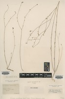 Isotype of Linum scabrum Kunze [family LINACEAE]