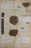 Lectotype of Acantholimon androsaceum Boiss. [family PLUMBAGINACEAE]
