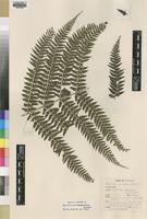 Isotype of Polystichum zambesiacum Schelpe [family DRYOPTERIDACEAE]
