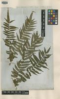 Isotype of Marattia salicifolia Kunze var. natalensis [family MARATTIACEAE]