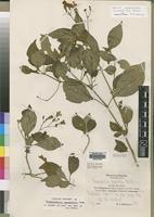 Isotype of Thamnojusticia grandiflora Mildbr. [family ACANTHACEAE]
