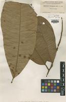 Type of Melanochyla ferruginea Merr. [family ANACARDIACEAE]
