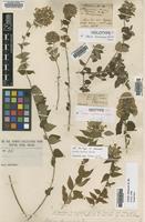 Holotype of Abelia hanceana Mart. ex Hance [family CAPRIFOLIACEAE]