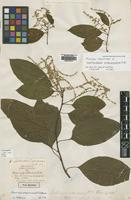 Holotype of Lestibudesia arborescens R.Br. [family AMARANTHACEAE]