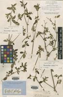 Lectotype of Nyssanthes media R.Br. [family AMARANTHACEAE]