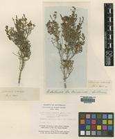 Type of Salicornia arbuscula R.Br. [family CHENOPODIACEAE]