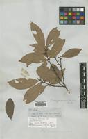 Isolectotype of Ilex casiquiarensis Loes. [family AQUIFOLIACEAE]