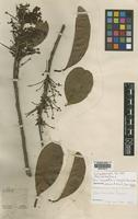 Isolectotype of Ilex laureola Loes. var. neglecta [family AQUIFOLIACEAE]