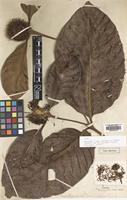 Type of Nauclea superba S.Moore [family RUBIACEAE]
