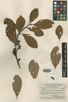 Isotype of Litsea fulvo-sericea C.K.Allen [family LAURACEAE]