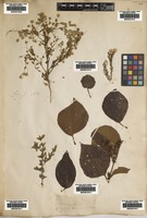 Filed as Saxifraga stolonifera Curtis [family SAXIFRAGACEAE]