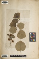 Filed as Camellia sinensis (L.) Kuntze [family THEACEAE]
