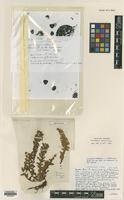 Lectotype of Acrostichum vellea Aiton [family SINOPTERIDACEAE]