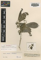 Syntype of Diospyros shirensis Hiern [family EBENACEAE]
