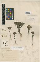 Type of Gentiana arenicola Kerr [family GENTIANACEAE]