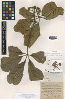 Holotype of Vitex doniana Verdc. var. velutina [family LAMIACEAE]