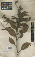 Type of Roupala pyrifolia Salisb. & Knight [family PROTEACEAE]