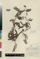 Isotype of Acacia torrei Brenan [family LEGUMINOSAE]