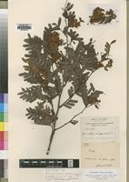 Isotype of Plagiosiphon gabonensis (A.Chev.) J.Léonard [family LEGUMINOSAE]
