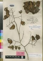 Isotype of Pterocarpus martinii Dunkley [family LEGUMINOSAE]