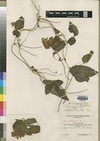 Type? of Vigna schliebenii Harms [family LEGUMINOSAE]