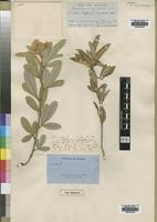 Type of Tephrosia dasyphylla Welw. [family LEGUMINOSAE]