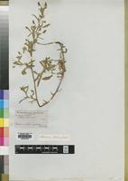 Type of Ononis viscosa L. [family LEGUMINOSAE]