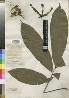 Type of Placodiscus resendeanus Exell & Mendonça [family SAPINDACEAE]