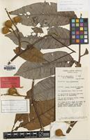 Isotype of Cupaniopsis rhytidocarpa Adema [family SAPINDACEAE]