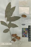 Type of Streptostigma viridiflorum Thwaites [family SAPINDACEAE]