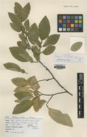 Isotype of Nothofagus x dodecaphleps Mike L.Grant & E.J.Clement [family FAGACEAE]