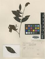 Type of Ixora bracteolata Craib [family RUBIACEAE]
