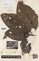 Holotype of Nauclea megaphylla S.Moore [family RUBIACEAE]