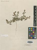 Type of Ononis serrata Forssk. [family LEGUMINOSAE]