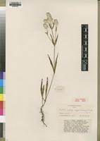 Type of Pandiaka porphyrargyrea Suess.&Overkott [family AMARANTHACEAE]