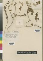 Type of Hermbstaedtia gregoryi C.B.Clarke [family AMARANTHACEAE]