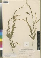 Type of Lophiocarpus latifolius Nowicke [family PHYTOLACCACEAE]