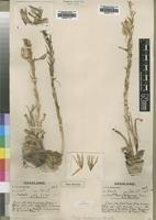 Type of Aloe rhodesiana Rendle [family ASPHODELACEAE]