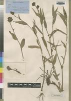 Type of Aneilema welwitschii C.B.Clarke [family COMMELINACEAE]