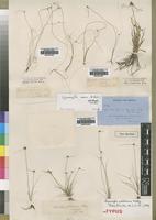 Filed as Lipocarpha nana (A.Rich.) Cherm. [family CYPERACEAE]