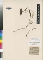 Isotype of Cyphia rivularis E.Wimm. [family LOBELIACEAE]
