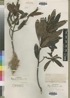 Type? of Rapanea comorensis Mez [family MYRSINACEAE]