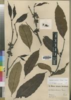 Funtumia elastica in Global Plants on JSTOR