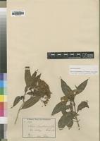 Isotype of Nuxia usambarensis Gilg [family BUDDLEJACEAE]