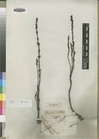 Type of Buchnera orobanchoides R.Br. [family SCROPHULARIACEAE]